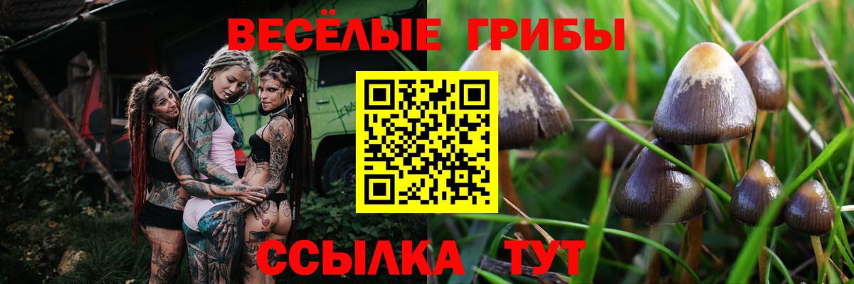 Вологда  Галлюциногенные грибы GOLDEN TEACHER  Вход с VPN 